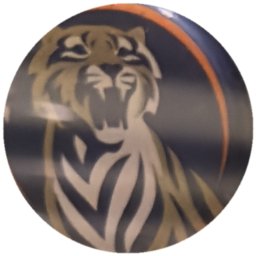 Tigre doré et blanc, liseré orange