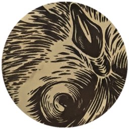 Hibou gravé