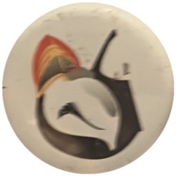 Tête de coq sur blanc