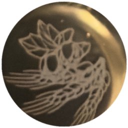 Gravure plantes sur doré