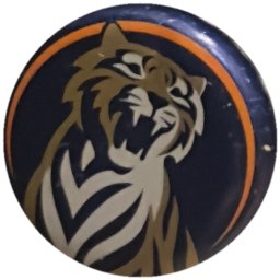 Tigre doré et blanc, liseré orange