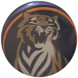 Tigre doré et blanc, liseré orange