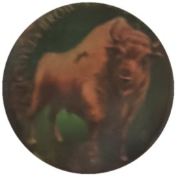 Bison sur vert