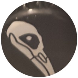 Crâne d'oiseau blanc sur noir